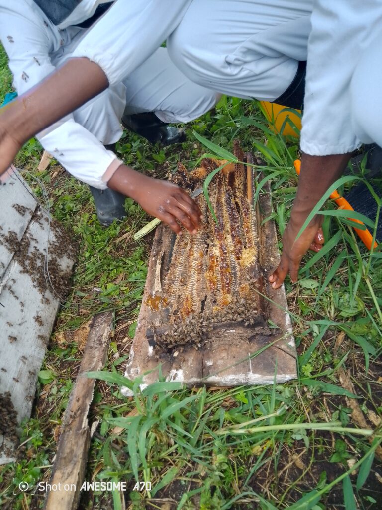 img 20250327 113600 464